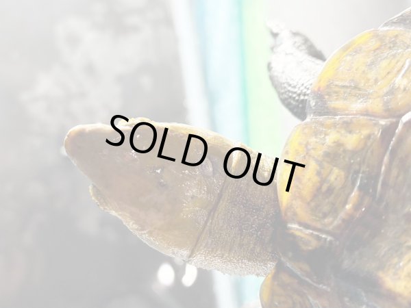 画像7: ニホンイシガメ メス(17.5cm±)WILD▲v (7)