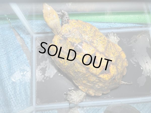 画像1: ニホンイシガメ メス(17.5cm±)WILD▲v (1)