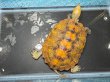 画像2: ニホンイシガメ メス(12cm±)WILD▲ (2)