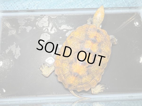 画像2: ニホンイシガメ メス(12cm±)WILD▲ (2)