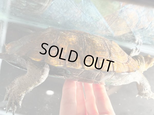 画像5: ニホンイシガメ メス(17cm±)WILD▲ (5)