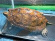 画像3: ニホンイシガメ メス(17cm±)WILD▲ (3)