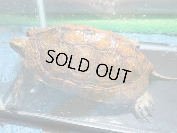 画像3: ニホンイシガメ メス(17cm±)WILD▲ (3)