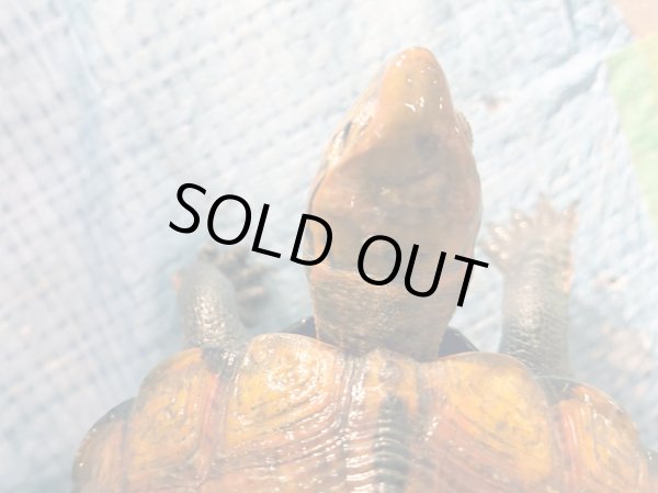 画像7: ニホンイシガメ メス(17cm±)WILD▲v (7)