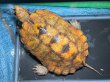 画像1: ニホンイシガメ メス(17cm±)WILD▲ (1)