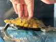 画像5: ニホンイシガメ メス(12cm±)WILD▲ (5)