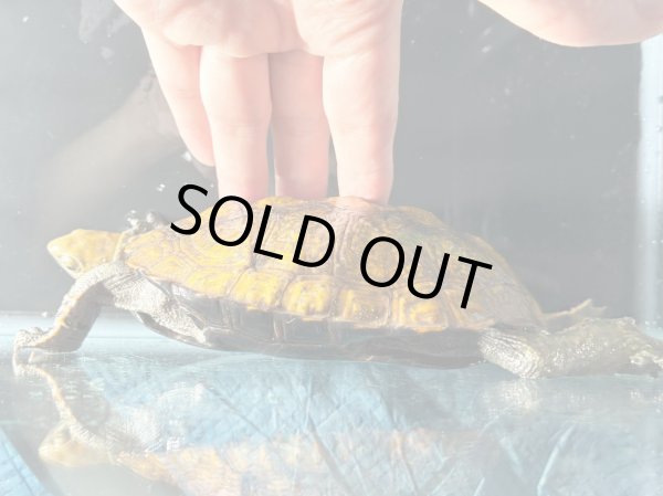 画像5: ニホンイシガメ メス(12cm±)WILD▲ (5)