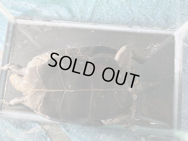 画像6: ニホンイシガメ メス(17cm±)WILD▲ (6)