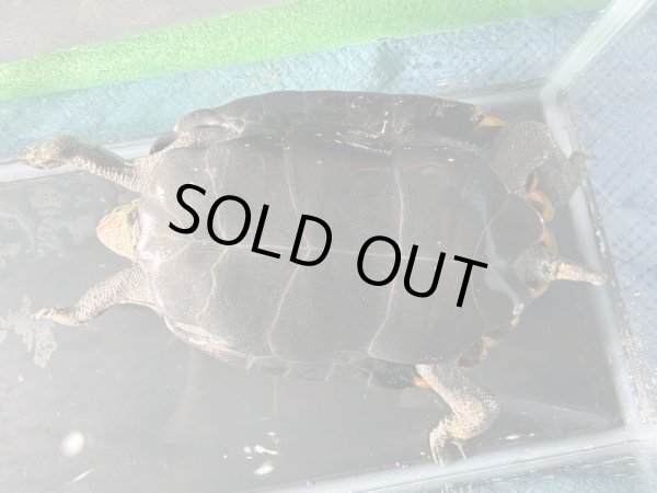 画像5: ニホンイシガメ メス(17.5cm±)WILD▲v (5)