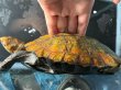画像4: ニホンイシガメ メス(17cm±)WILD▲ (4)
