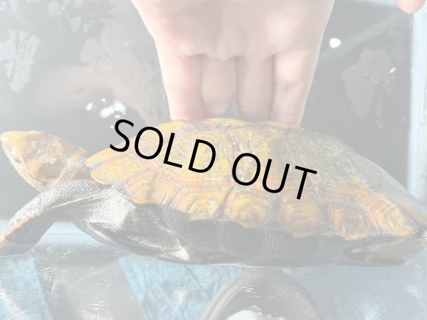 画像4: ニホンイシガメ メス(17cm±)WILD▲v (4)