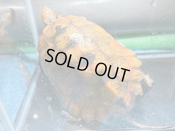 画像3: ニホンイシガメ メス(17cm±)WILD▲v (3)