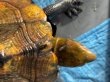 画像7: ニホンイシガメ メス(17cm±)WILD▲ (7)