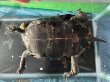 画像8: ニホンイシガメ メス(17.5cm±)WILD▲v (8)