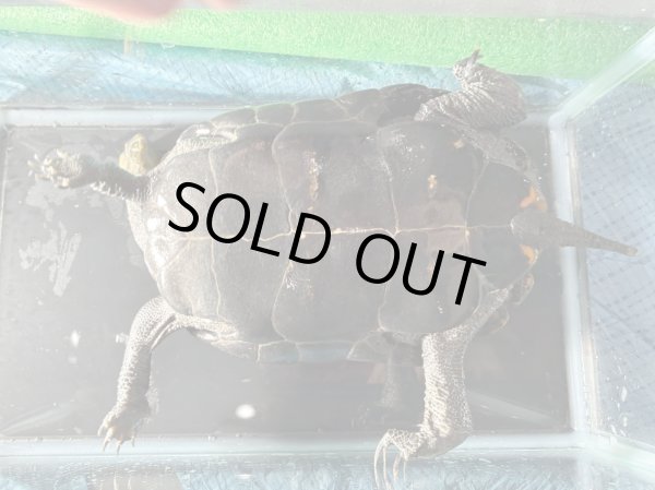 画像8: ニホンイシガメ メス(17.5cm±)WILD▲v (8)