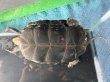 画像6: ニホンイシガメ メス(17cm±)WILD▲ (6)