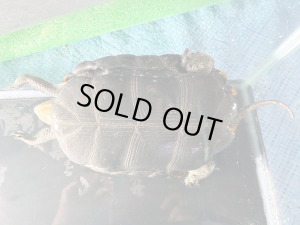 画像6: ニホンイシガメ メス(17cm±)WILD▲v (6)