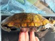 画像5: ニホンイシガメ メス(17cm±)WILD▲ (5)