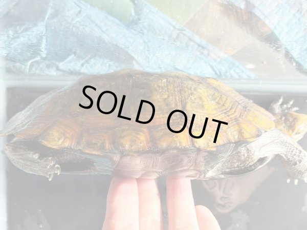 画像5: ニホンイシガメ メス(17cm±)WILD▲v (5)