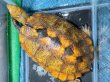 画像1: ニホンイシガメ メス(17cm±)WILD▲ (1)