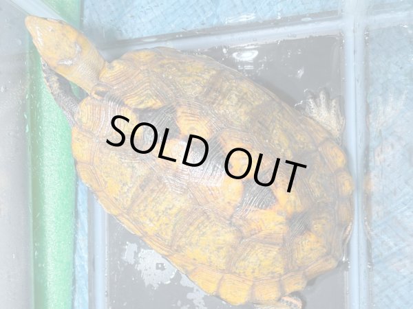 画像1: ニホンイシガメ メス(17cm±)WILD▲v (1)