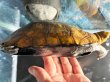 画像5: ニホンイシガメ メス(17cm±)WILD▲ (5)