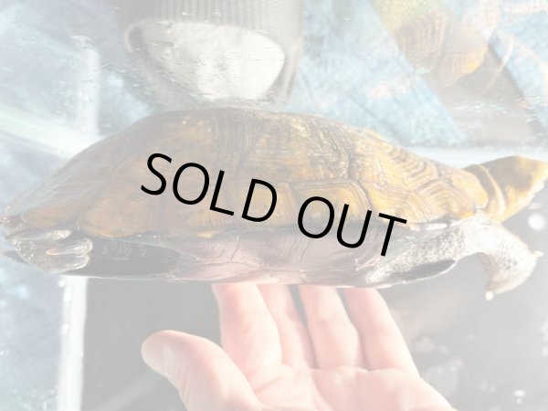 画像5: ニホンイシガメ メス(17cm±)WILD▲v (5)