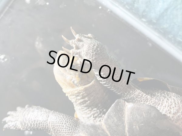 画像7: ニホンイシガメ メス(17cm±)WILD▲ (7)