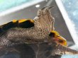 画像6: ニホンイシガメ メス(17.5cm±)WILD▲v (6)