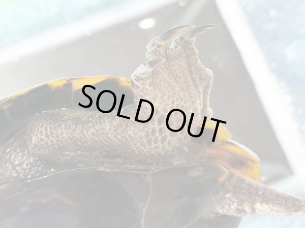 画像6: ニホンイシガメ メス(17.5cm±)WILD▲v (6)