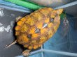 画像3: ニホンイシガメ メス(17cm±)WILD▲ (3)