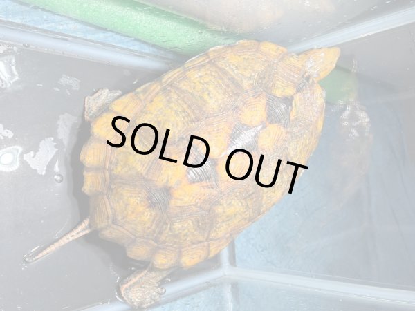 画像3: ニホンイシガメ メス(17cm±)WILD▲v (3)