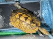 画像4: ニホンイシガメ メス(17.5cm±)WILD▲v (4)