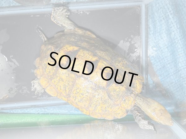 画像4: ニホンイシガメ メス(17.5cm±)WILD▲v (4)