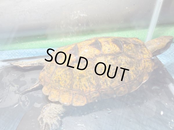 画像2: ニホンイシガメ メス(17.5cm±)WILD▲v (2)