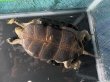 画像7: ニホンイシガメ メス(12cm±)WILD▲ (7)
