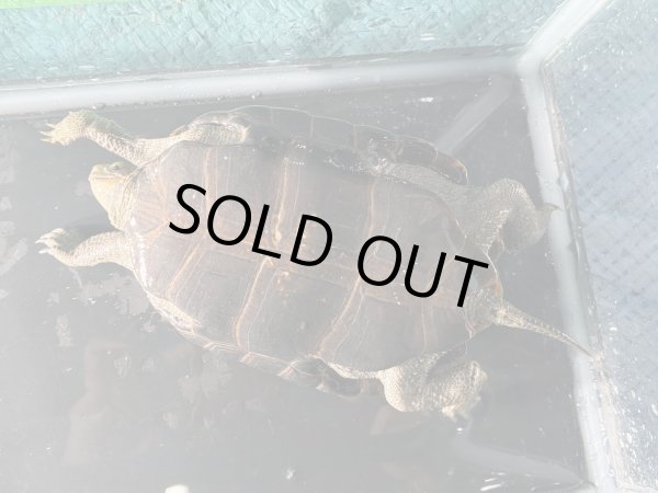 画像7: ニホンイシガメ メス(12cm±)WILD▲ (7)