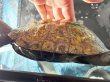 画像5: ニホンイシガメ メス(17.5cm±)WILD▲v (5)