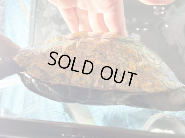 画像5: ニホンイシガメ メス(17.5cm±)WILD▲v (5)