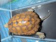画像2: ニホンイシガメ メス(17cm±)WILD▲ (2)