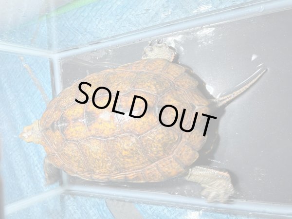 画像2: ニホンイシガメ メス(17cm±)WILD▲ (2)