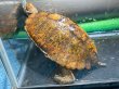 画像2: ニホンイシガメ メス(17.5cm±)WILD▲v (2)