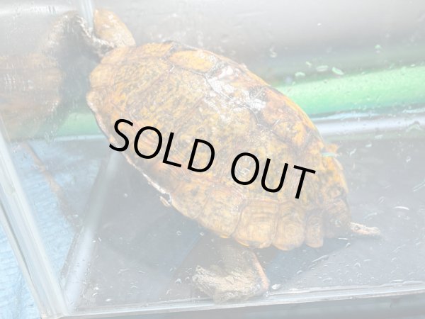 画像2: ニホンイシガメ メス(17.5cm±)WILD▲v (2)