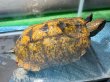 画像3: ニホンイシガメ メス(17.5cm±)WILD▲v (3)