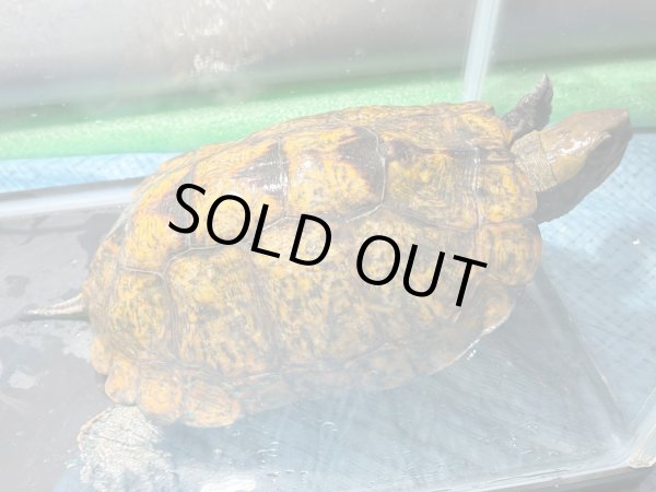 画像3: ニホンイシガメ メス(17.5cm±)WILD▲v (3)