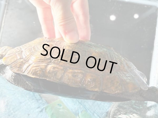 画像4: ニホンイシガメ メス(17cm±)WILD▲ (4)