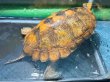 画像2: ニホンイシガメ メス(17cm±)WILD▲ (2)