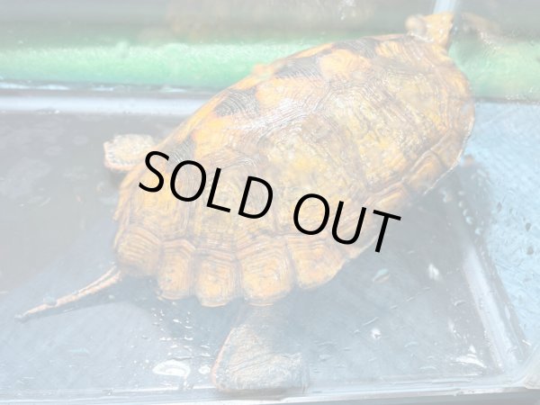 画像2: ニホンイシガメ メス(17cm±)WILD▲v (2)