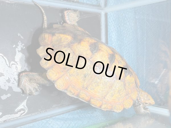 画像2: ニホンイシガメ メス(17cm±)WILD▲v (2)