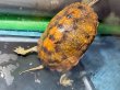 画像4: ニホンイシガメ メス(12cm±)WILD▲ (4)